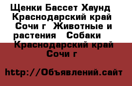 Щенки Бассет Хаунд - Краснодарский край, Сочи г. Животные и растения » Собаки   . Краснодарский край,Сочи г.